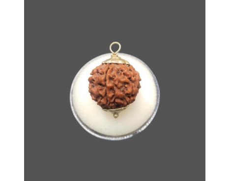 5 Mukhi Rudraksha