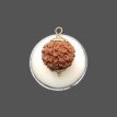 6 Mukhi Rudraksha - 5.085 g.