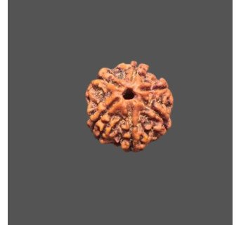 5 Mukhi Rudraksha