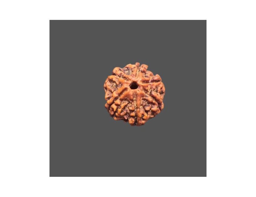 6 Mukhi Rudraksha - 3.757 g.