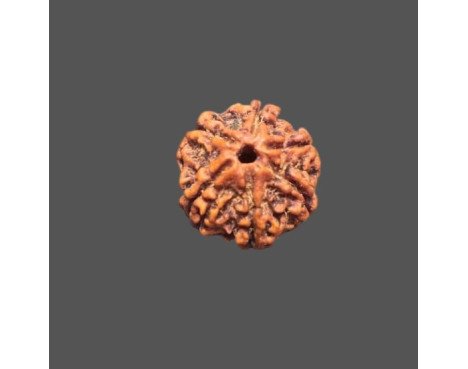 5 Mukhi Rudraksha