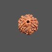 6 Mukhi Rudraksha - 3.757 g.