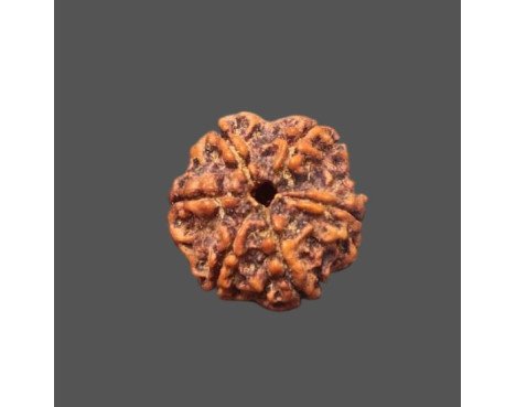 6 Mukhi Rudraksha - 3.757 g.