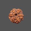 6 Mukhi Rudraksha - 3.757 g.