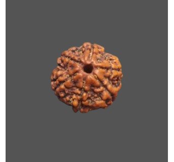 5 Mukhi Rudraksha