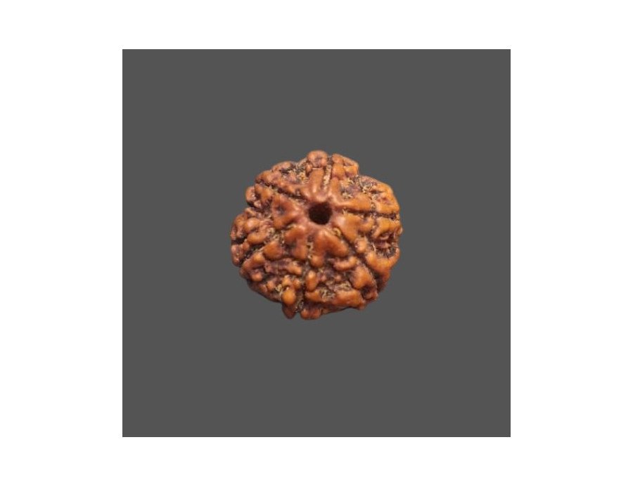 6 Mukhi Rudraksha - 3.575 g. 6 Mukhi Rudraksha - 3.575 g.