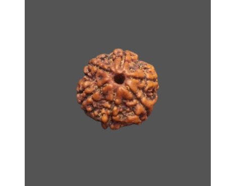 5 Mukhi Rudraksha