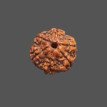 6 Mukhi Rudraksha - 3.575 g. 6 Mukhi Rudraksha - 3.575 g.