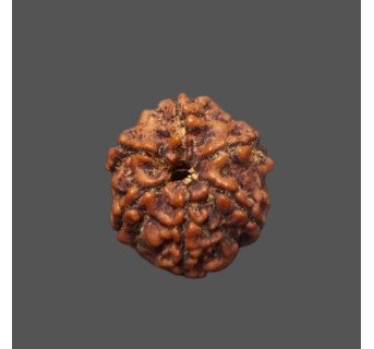 6 Mukhi Rudraksha - 3.575 g.