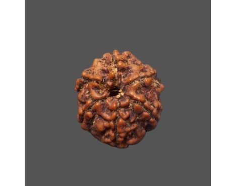 6 Mukhi Rudraksha - 3.575 g.