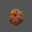 6 Mukhi Rudraksha - 3.575 g. 6 Mukhi Rudraksha - 3.575 g.