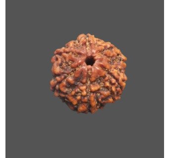 5 Mukhi Rudraksha