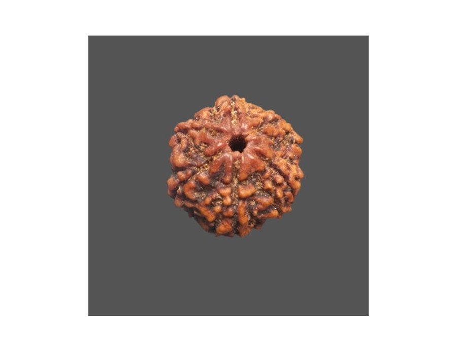 6 Mukhi Rudraksha - 3.40 g. 6 Mukhi Rudraksha - 3.40 g.