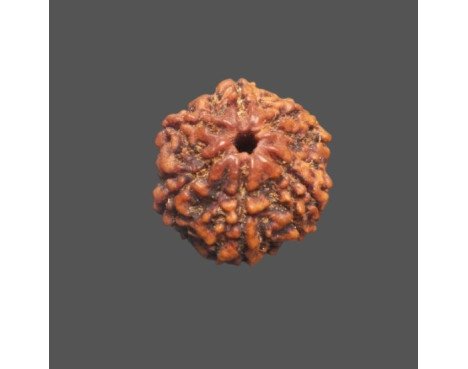 5 Mukhi Rudraksha