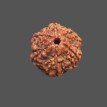 6 Mukhi Rudraksha - 3.40 g. 6 Mukhi Rudraksha - 3.40 g.