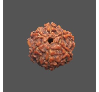 6 Mukhi Rudraksha - 3.40 g.