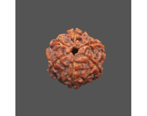 6 Mukhi Rudraksha - 3.40 g.