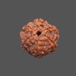 6 Mukhi Rudraksha - 3.40 g. 6 Mukhi Rudraksha - 3.40 g.