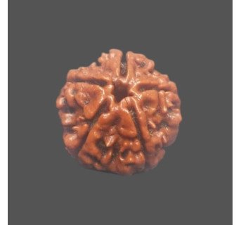 5 Mukhi Rudraksha
