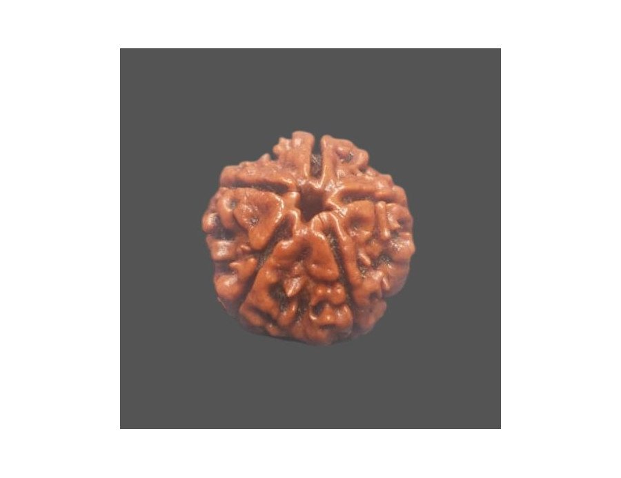 5 Mukhi Rudraksha - 3.402 g.