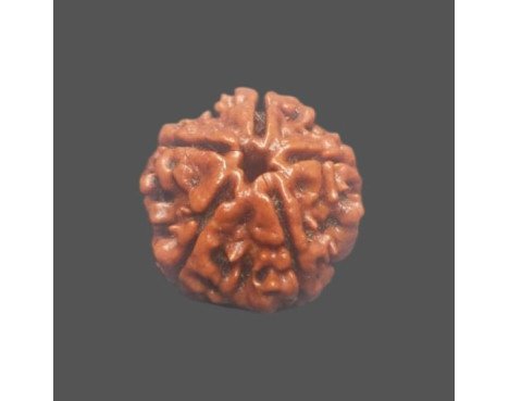 5 Mukhi Rudraksha