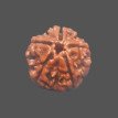 5 Mukhi Rudraksha - 3.402 g.