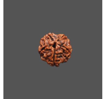 5 Mukhi Rudraksha - 3.402 g.