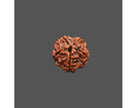 5 Mukhi Rudraksha - 3.402 g.
