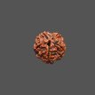 5 Mukhi Rudraksha - 3.402 g.