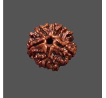 5 Mukhi Rudraksha