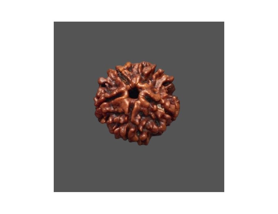 5 Mukhi Rudraksha - 3.325 g. 5 Mukhi Rudraksha - 3.325 g.