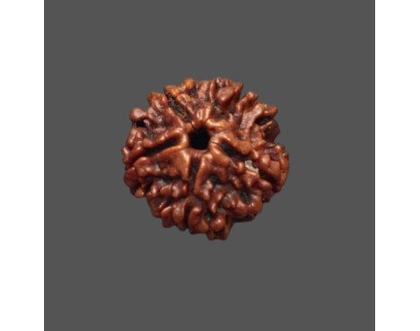 5 Mukhi Rudraksha