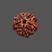 5 Mukhi Rudraksha - 3.325 g. 5 Mukhi Rudraksha - 3.325 g.