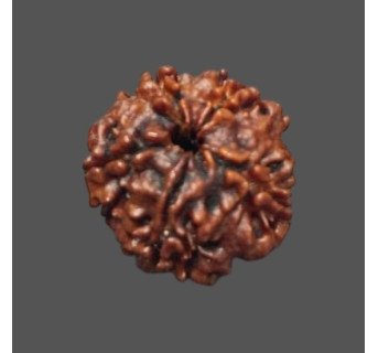 5 Mukhi Rudraksha - 3.325 g.