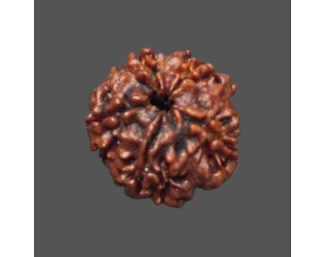 5 Mukhi Rudraksha - 3.325 g.