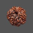 5 Mukhi Rudraksha - 3.325 g. 5 Mukhi Rudraksha - 3.325 g.