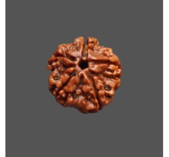 5 Mukhi Rudraksha
