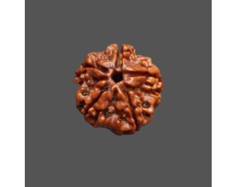 5 Mukhi Rudraksha