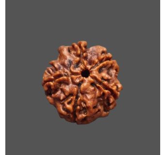 5 Mukhi Rudraksha - 3.278 g.