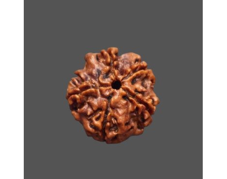 5 Mukhi Rudraksha - 3.278 g.