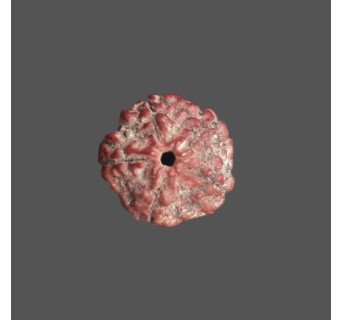 5 Mukhi Rudraksha