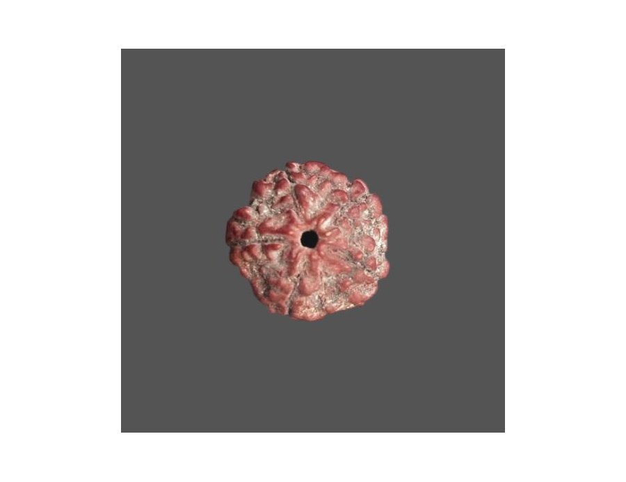 5 Mukhi Rudraksha - 3.874 g. 5 Mukhi Rudraksha - 3.874 g.