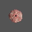 5 Mukhi Rudraksha - 3.874 g. 5 Mukhi Rudraksha - 3.874 g.