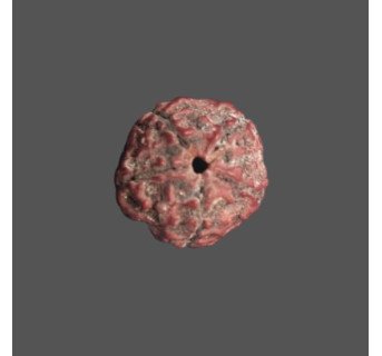 5 Mukhi Rudraksha - 3.874 g.