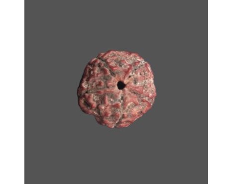 5 Mukhi Rudraksha - 3.874 g.