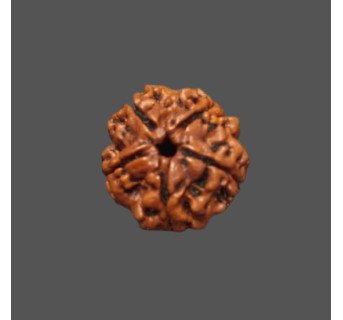 5 Mukhi Rudraksha