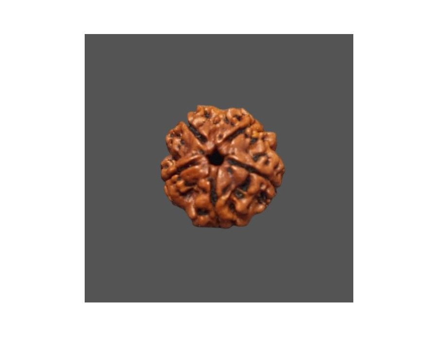 5 Mukhi Rudraksha - 3.360 g.