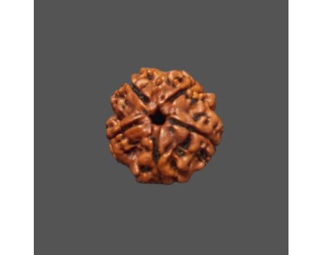 5 Mukhi Rudraksha