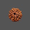5 Mukhi Rudraksha - 3.360 g.