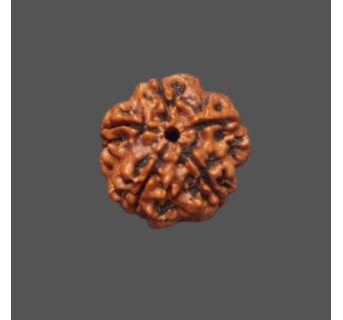5 Mukhi Rudraksha - 3.360 g.